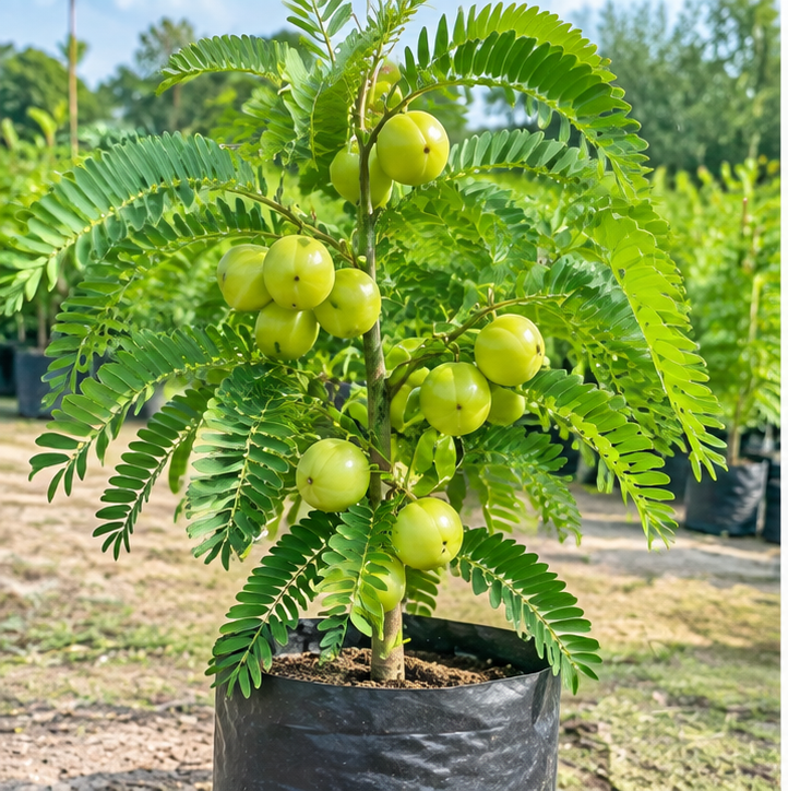 Amla Plant