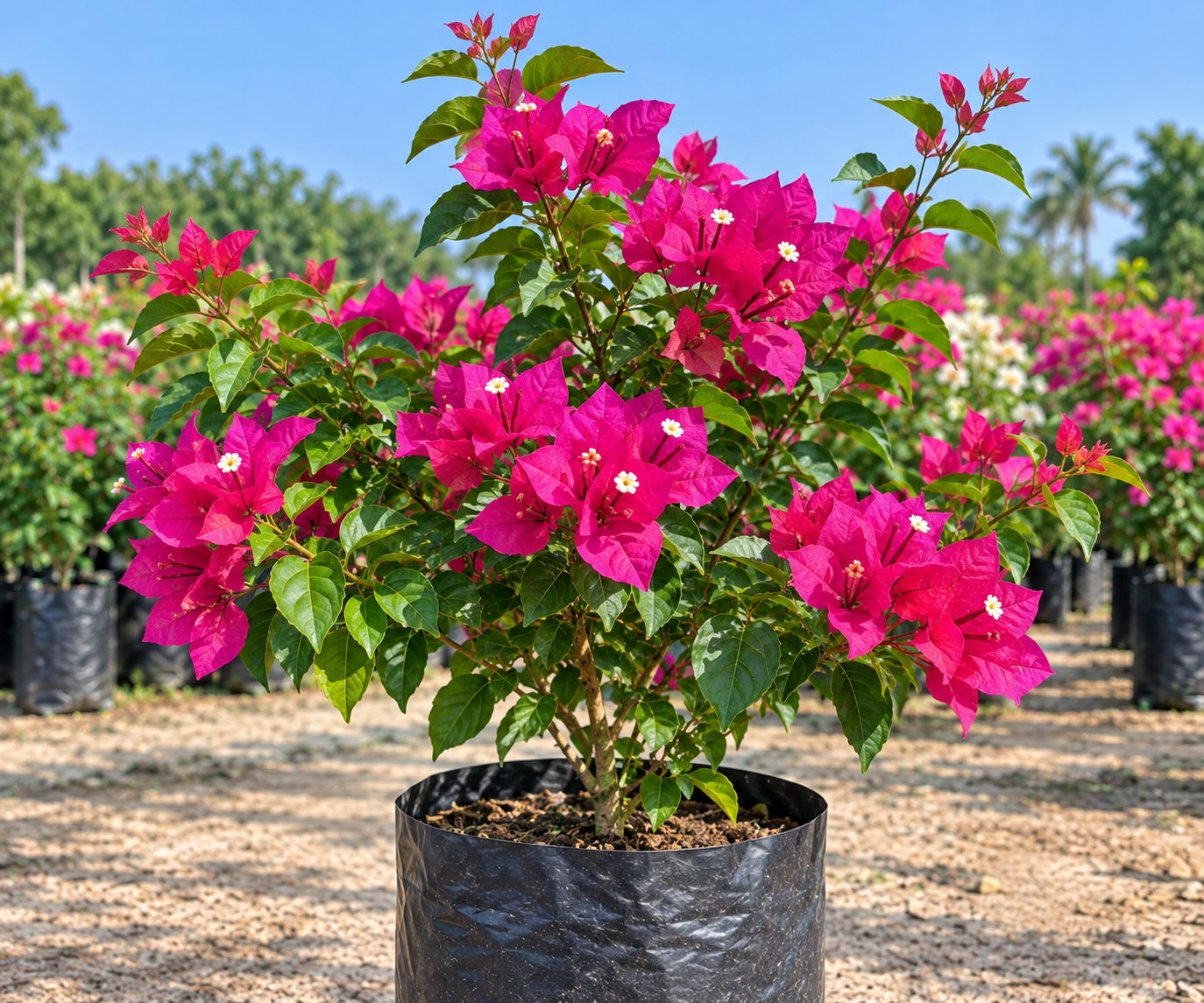 Bougainvillea