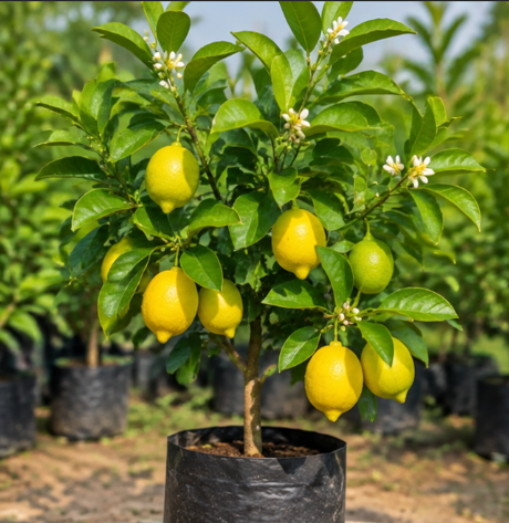 Lemon Plant