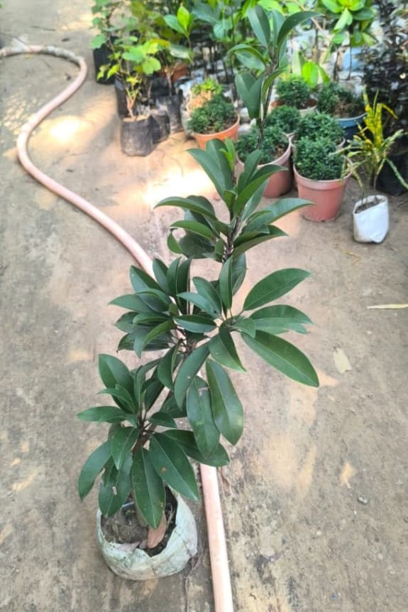 Litchi Plant