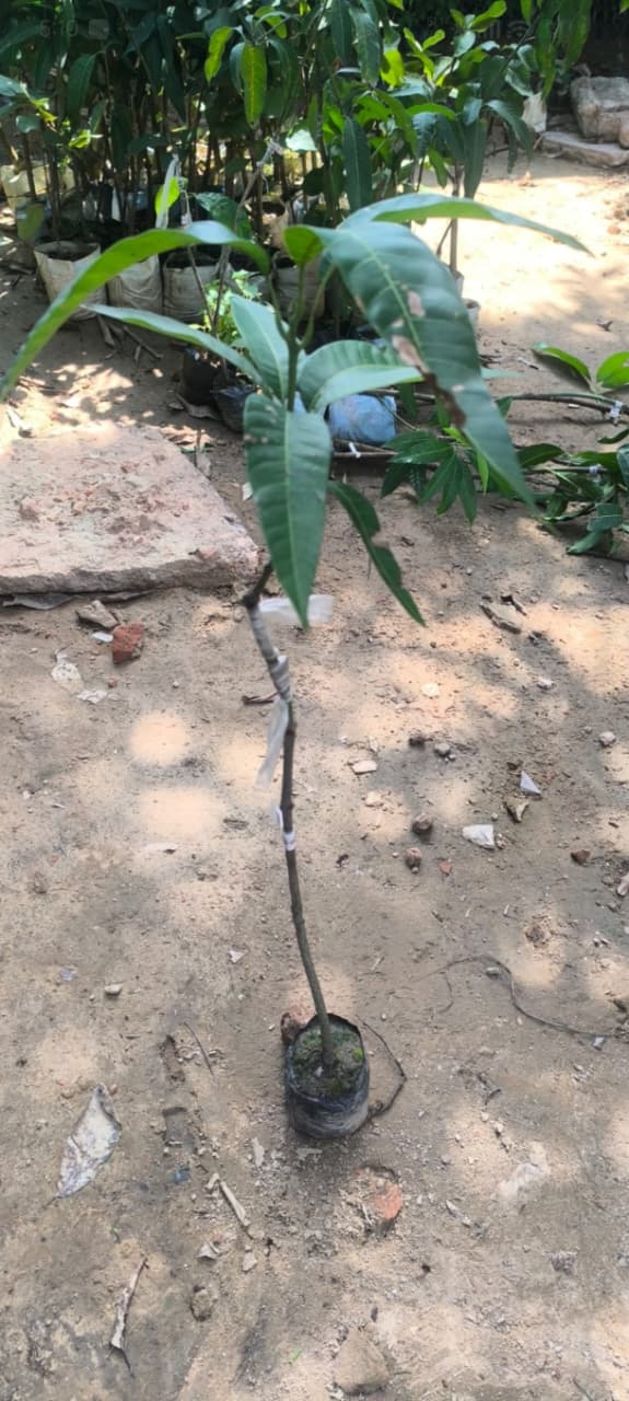 Mango Plant