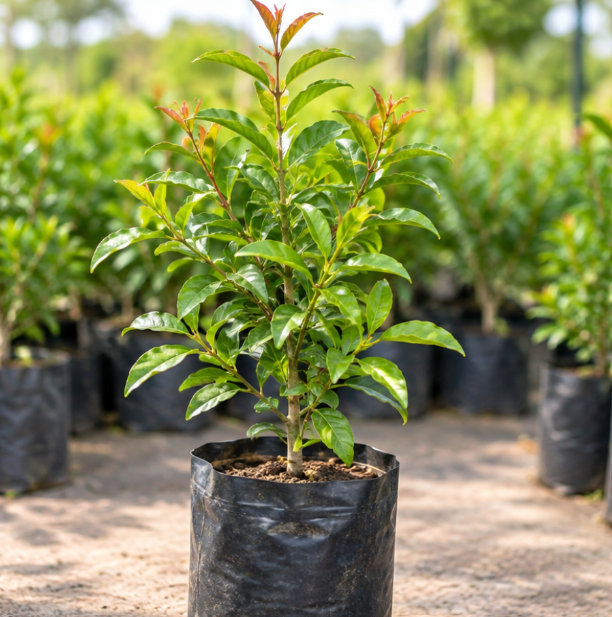 Pomegranate Plant