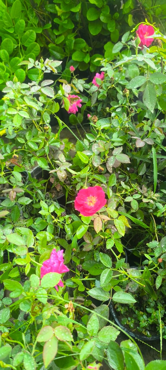 Rose Plant