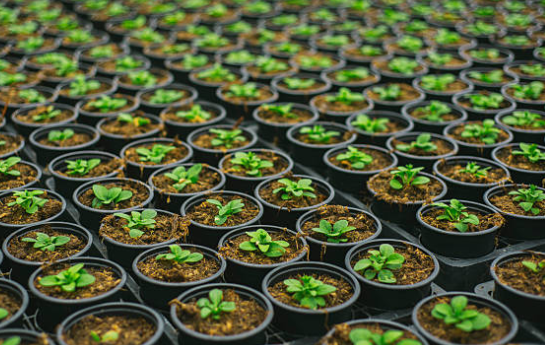 Seasonal Plant Collection
