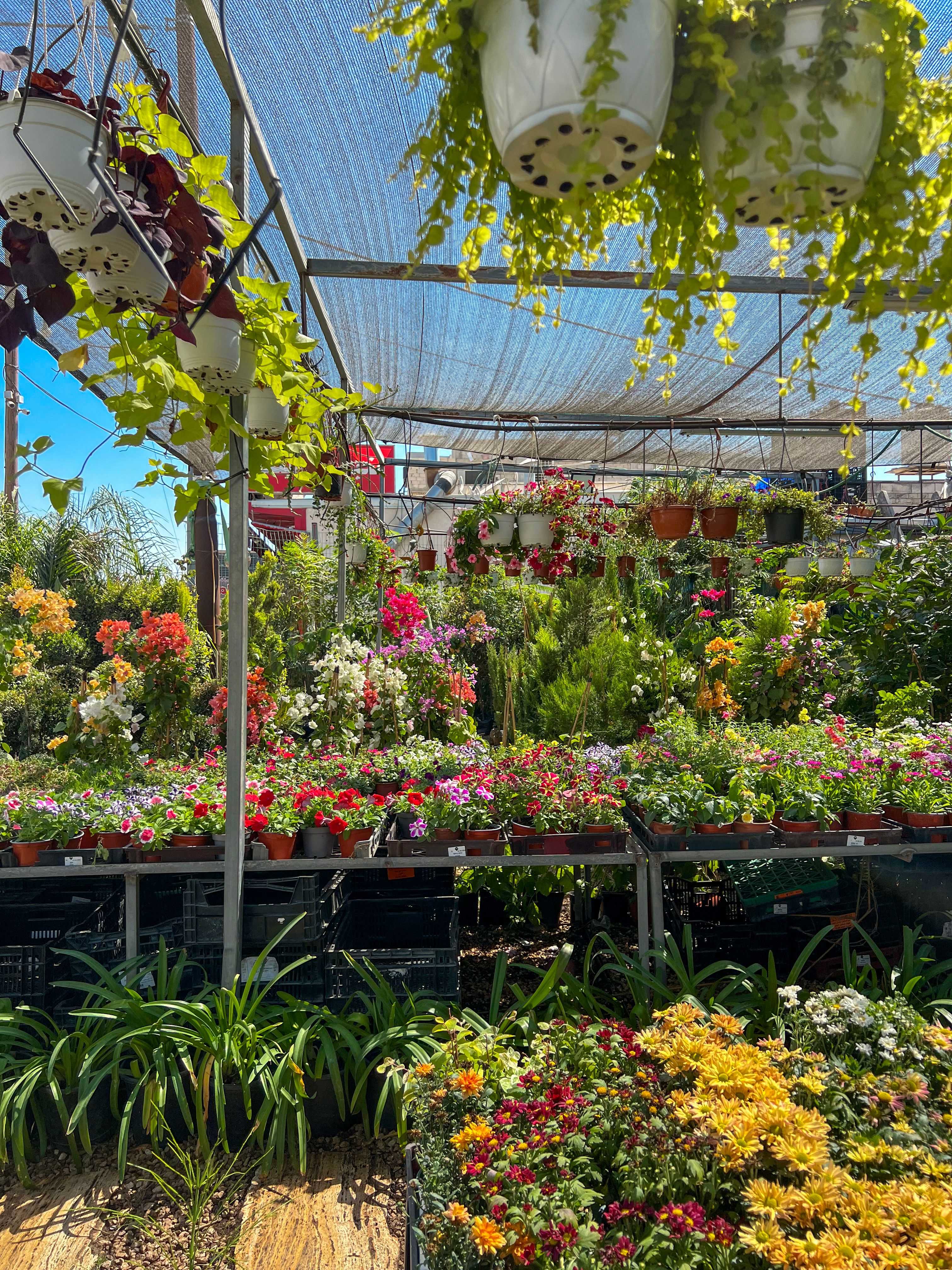 Green Plants