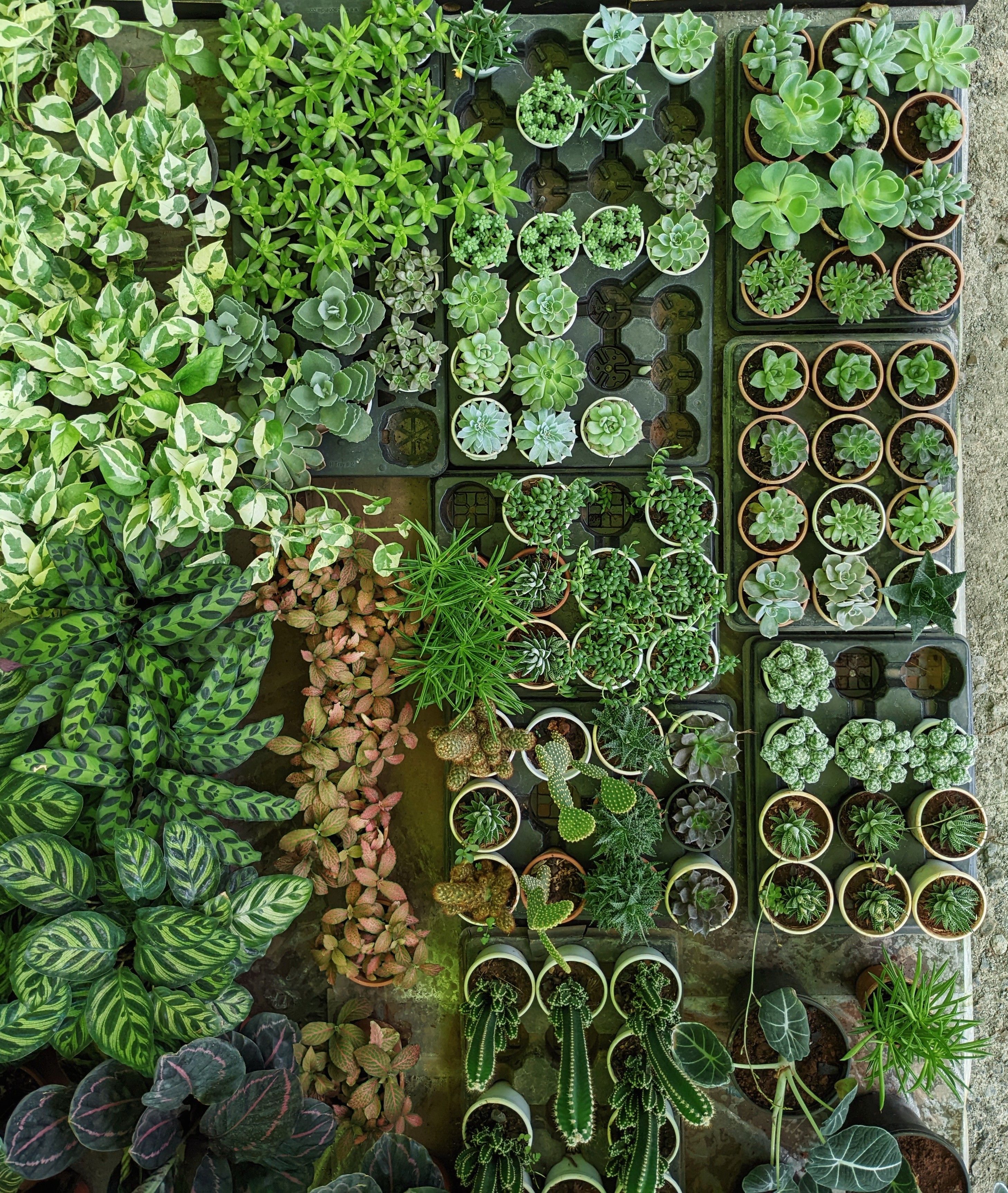 Garden Plants