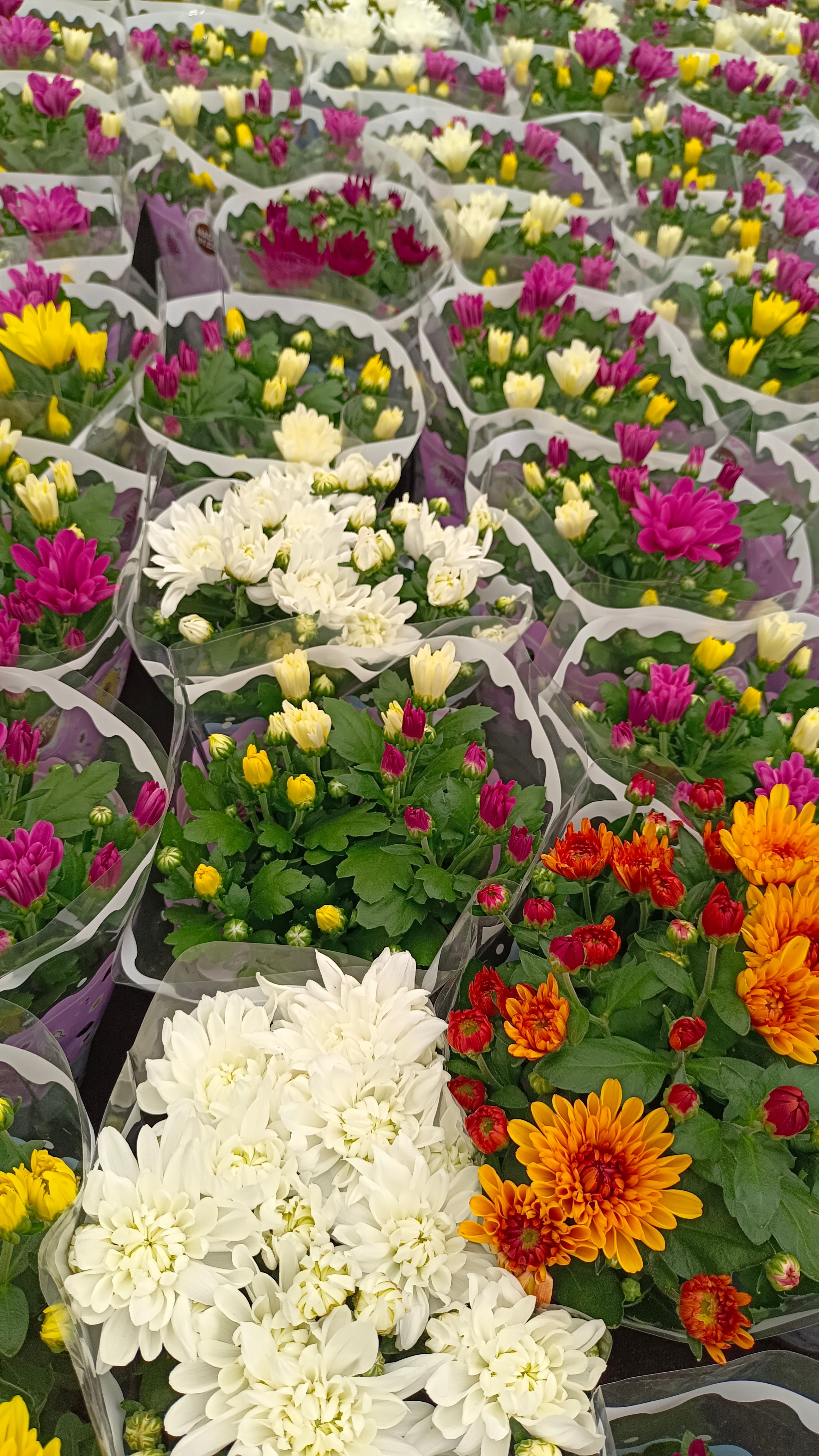 Royal Garden Nursery