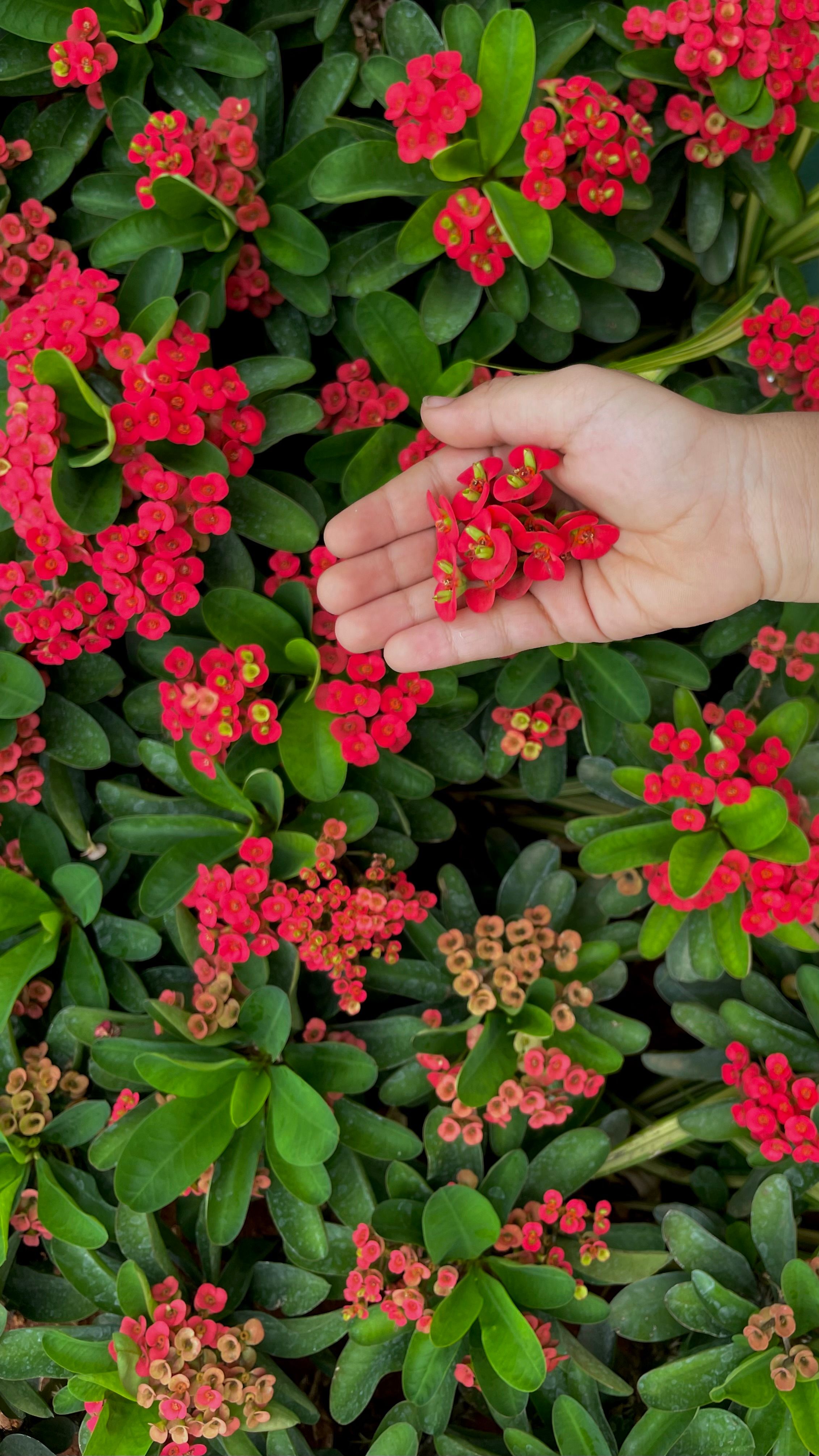 Flower Plants