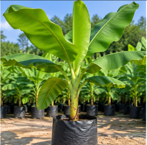 Fruit Tree Nursery