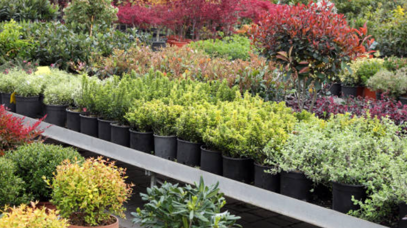 Nursery Plants